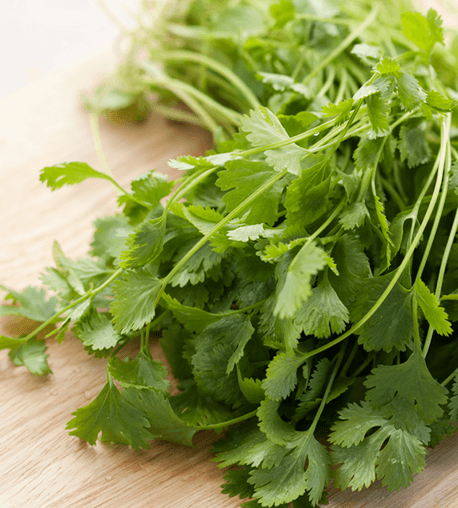 Cilantro