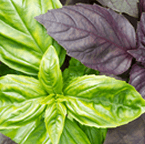 Herb - Basil