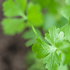 Herb - Parsley